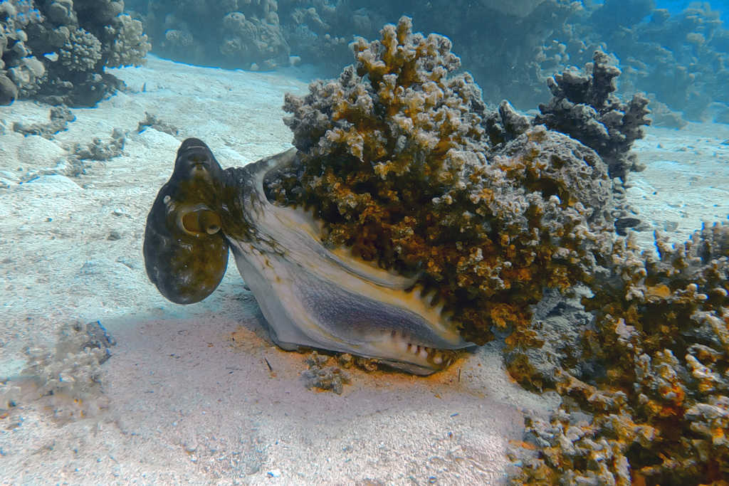 Day octopus beside a coral head on a sandy Red Sea reef
