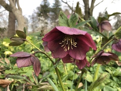 Helleborus orientalis