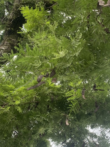 Foto de Angico