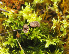 Marasmius gelatinosipes
