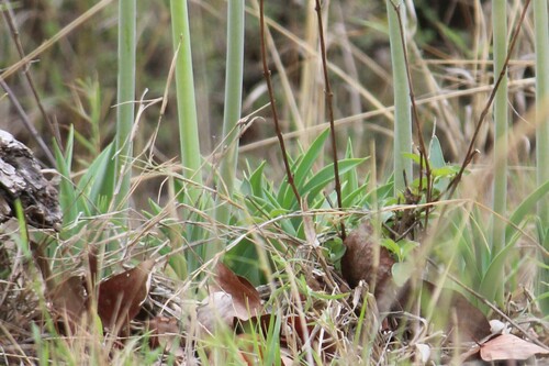Image of Drimia altissima by (c) Karen Eichholz, some rights reserved (CC BY)