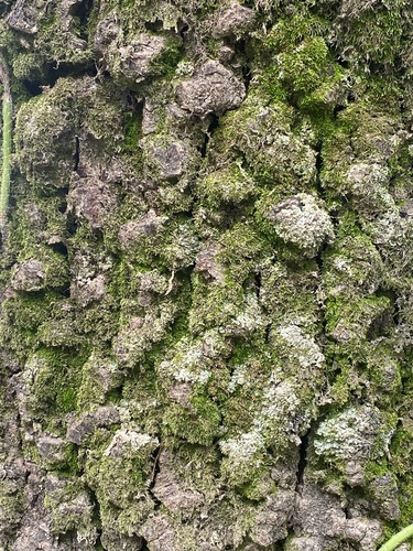 Foto de Angico