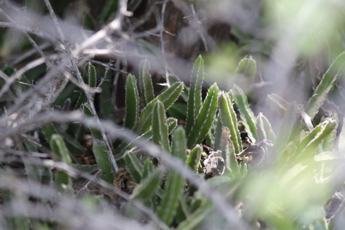 Stapelia gettliffei