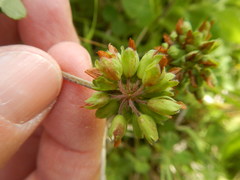 Trifolium bejariense