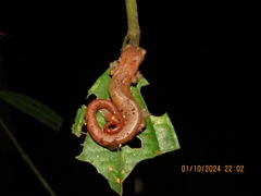 Coban Mushroomtongue Salamander photo 3