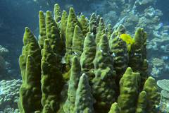 Porites columnaris image