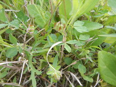 Trifolium bejariense