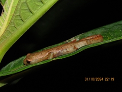 Coban Mushroomtongue Salamander photo 5