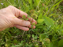 Trifolium bejariense