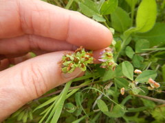 Trifolium bejariense