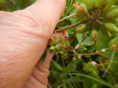 Trifolium bejariense