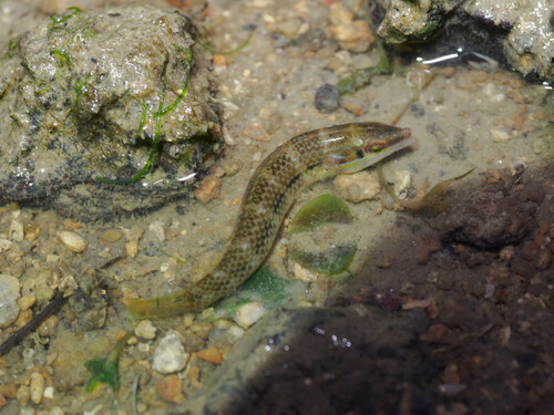 Earmuff wrasse (Halichoeres bicolor) — Labridae — 4