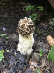 Morchella americana