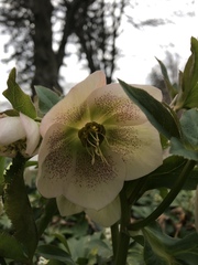 Helleborus orientalis