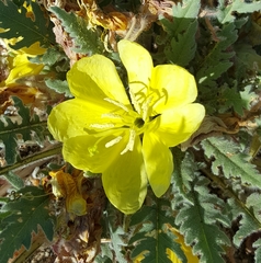 Oenothera primiveris