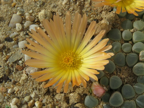 Petit Fenestraria 2