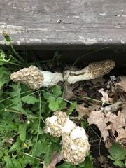 Morchella americana