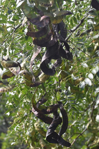 Gleditsia japonica iNat (2)
