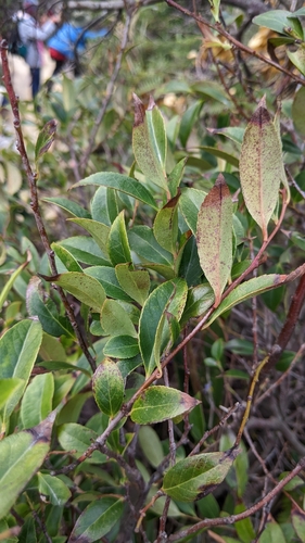 Image of Vaccinium bracteatum by (c) 許文俊, some rights reserved (CC BY-SA)