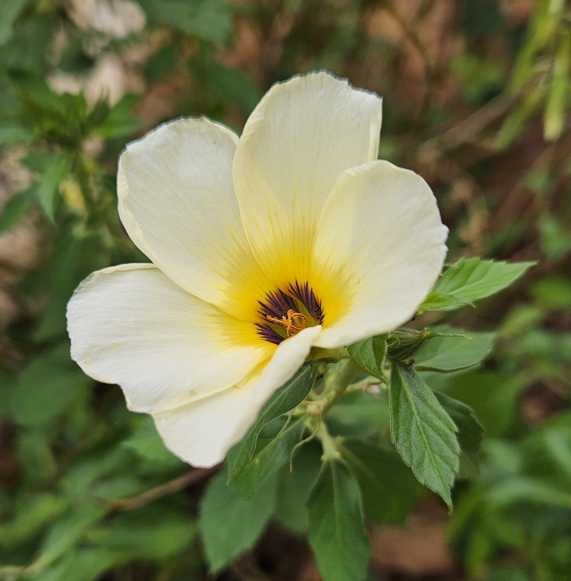 Turnera subulata
