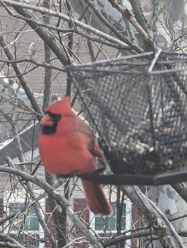 Northern Cardinal photographed in Missouri