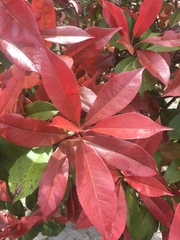 Photinia × fraseri