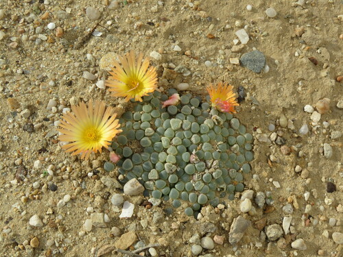 Petit Fenestraria 3