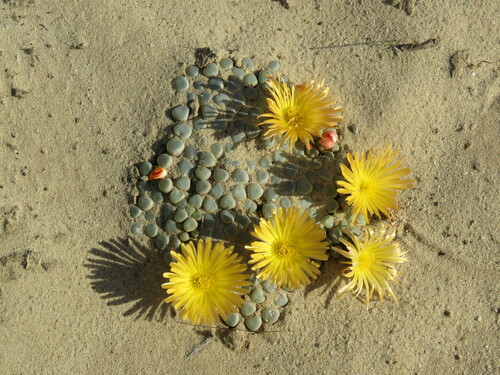 Petit Fenestraria 4
