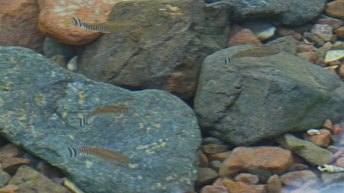 Arabische tandkarper (Aphanius dispar) — Cyprinodontidae — 2