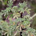Leucosidea sericea - Photo (c) Ricky Taylor, algunos derechos reservados (CC BY-NC), uploaded by Ricky Taylor
