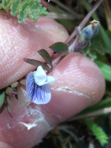 Image of Vicia magellanica by (c) Pablo, some rights reserved (CC BY)