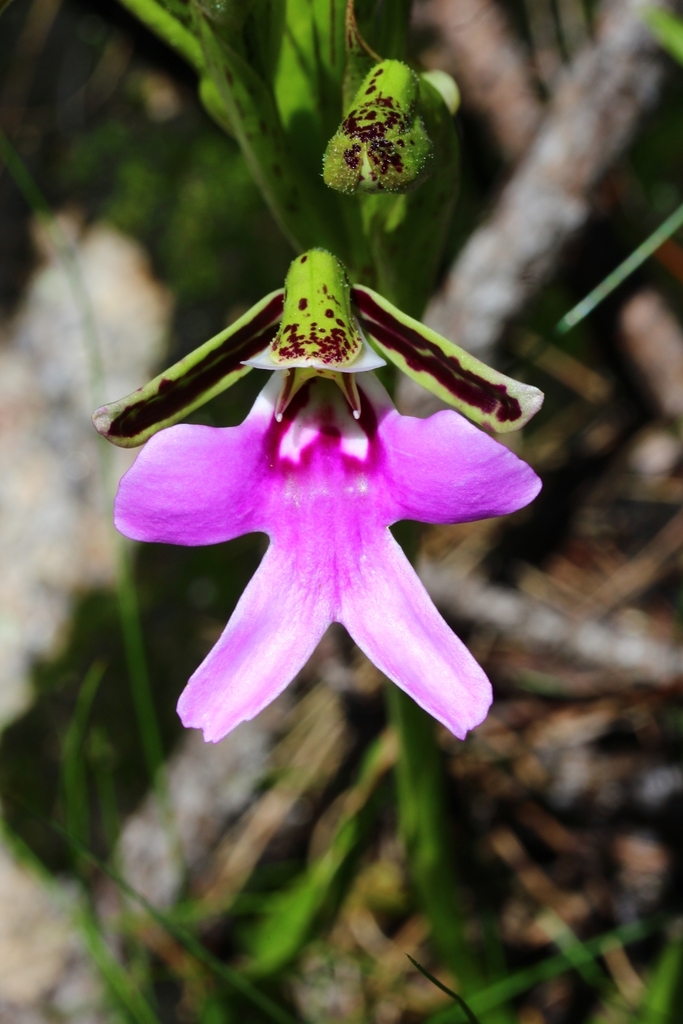 Cynorkis uniflora