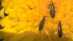 Psilothrix illustris