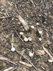 Tulostoma cretaceum