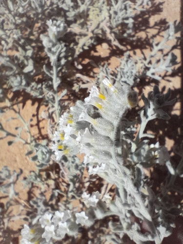Image of Heliotropium tubulosum by no rights reserved