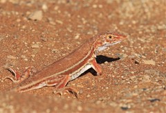 Meroles cuneirostris