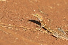 Meroles cuneirostris