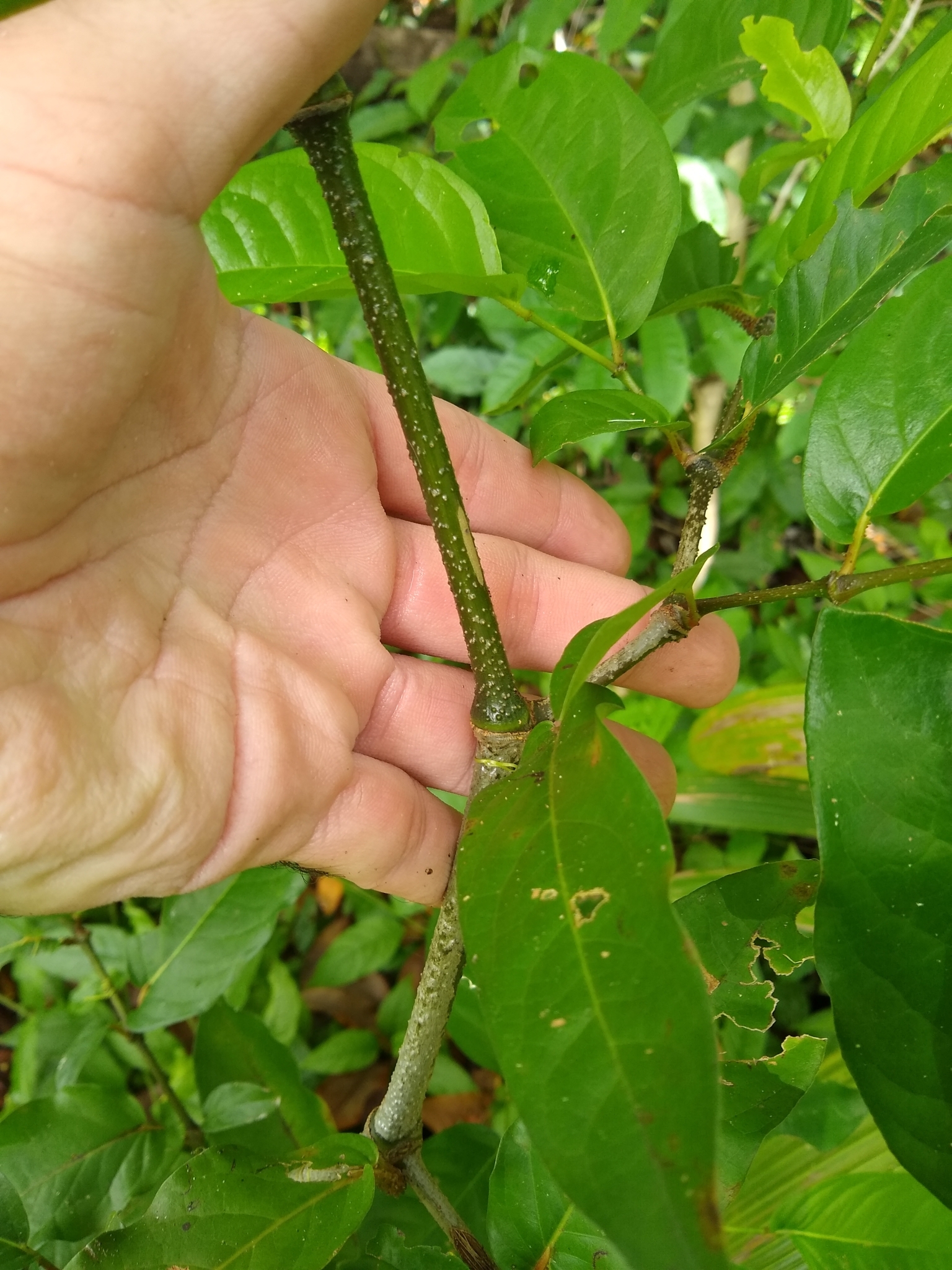 Imagem de Pimenta-de-macaco