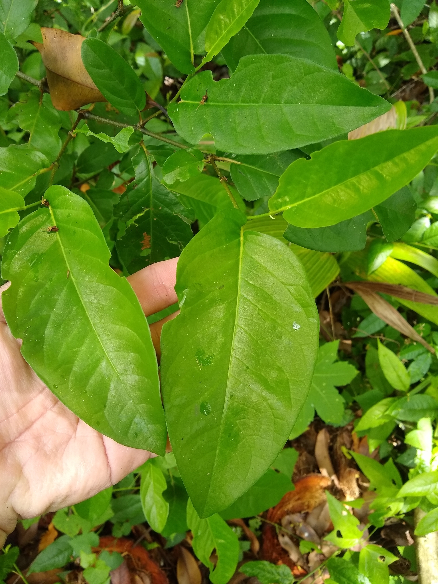 Imagem de Pimenta-de-macaco