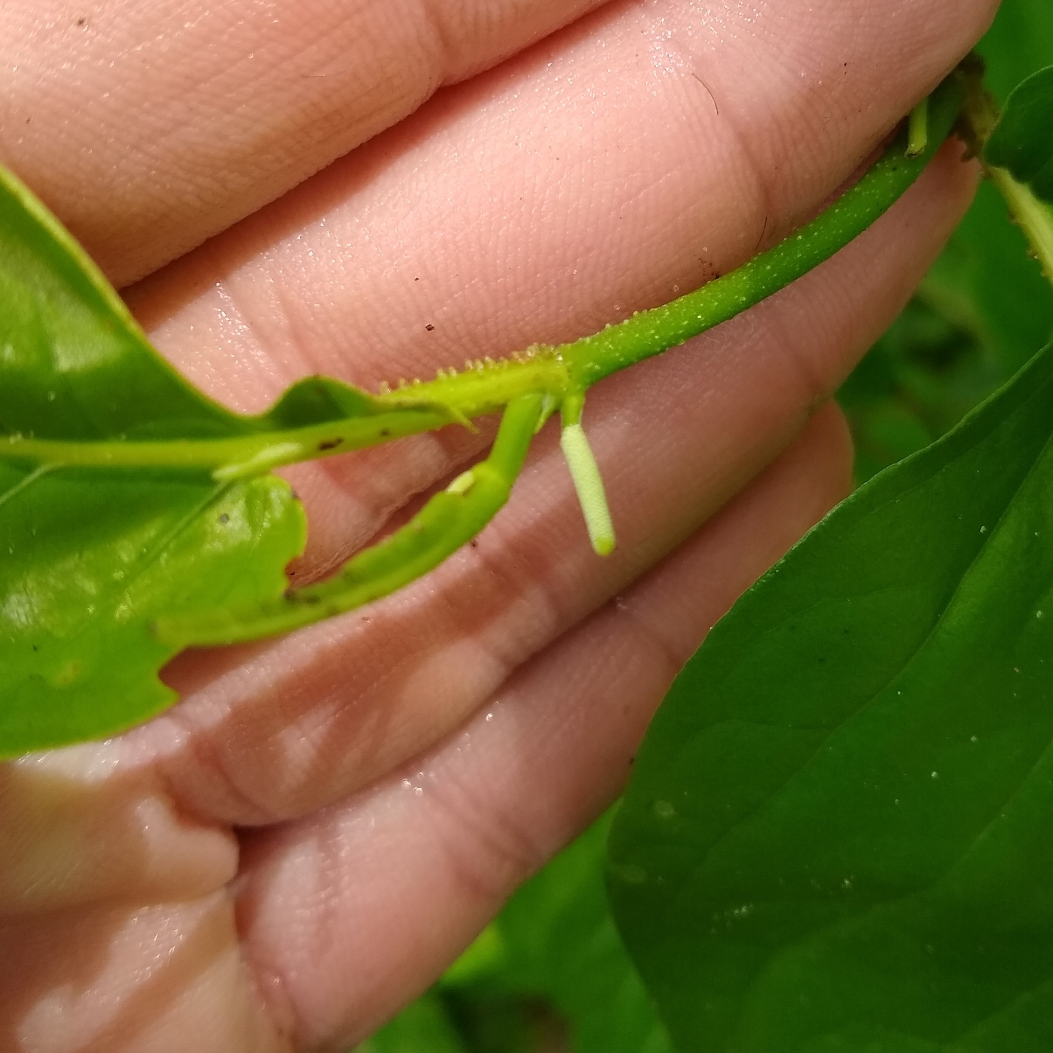 Imagem de Pimenta-de-macaco
