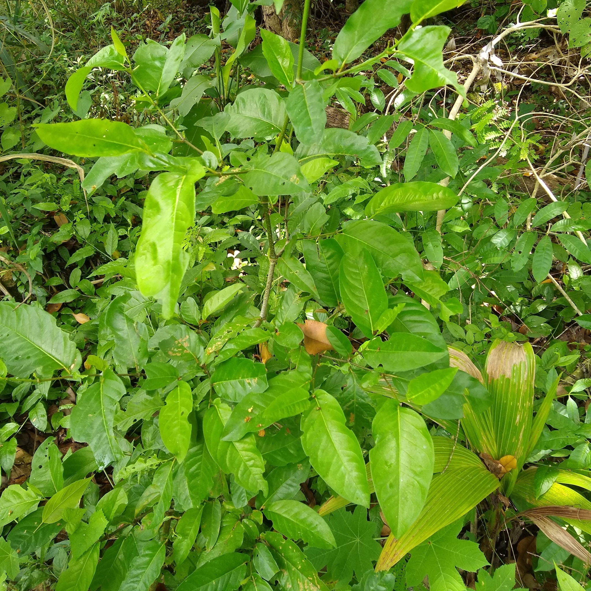 Imagem de Pimenta-de-macaco