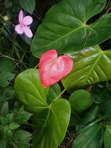 Image of Anthurium andraeanum by (c) Louis Imbeau, some rights reserved (CC BY)