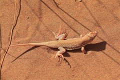 Meroles cuneirostris
