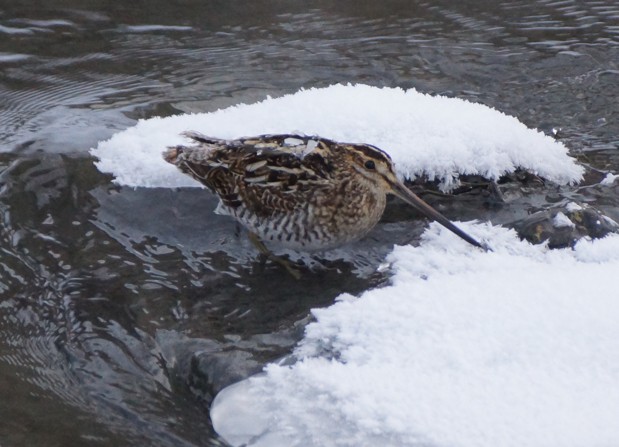 Common Snipe (Gallinago gallinago)