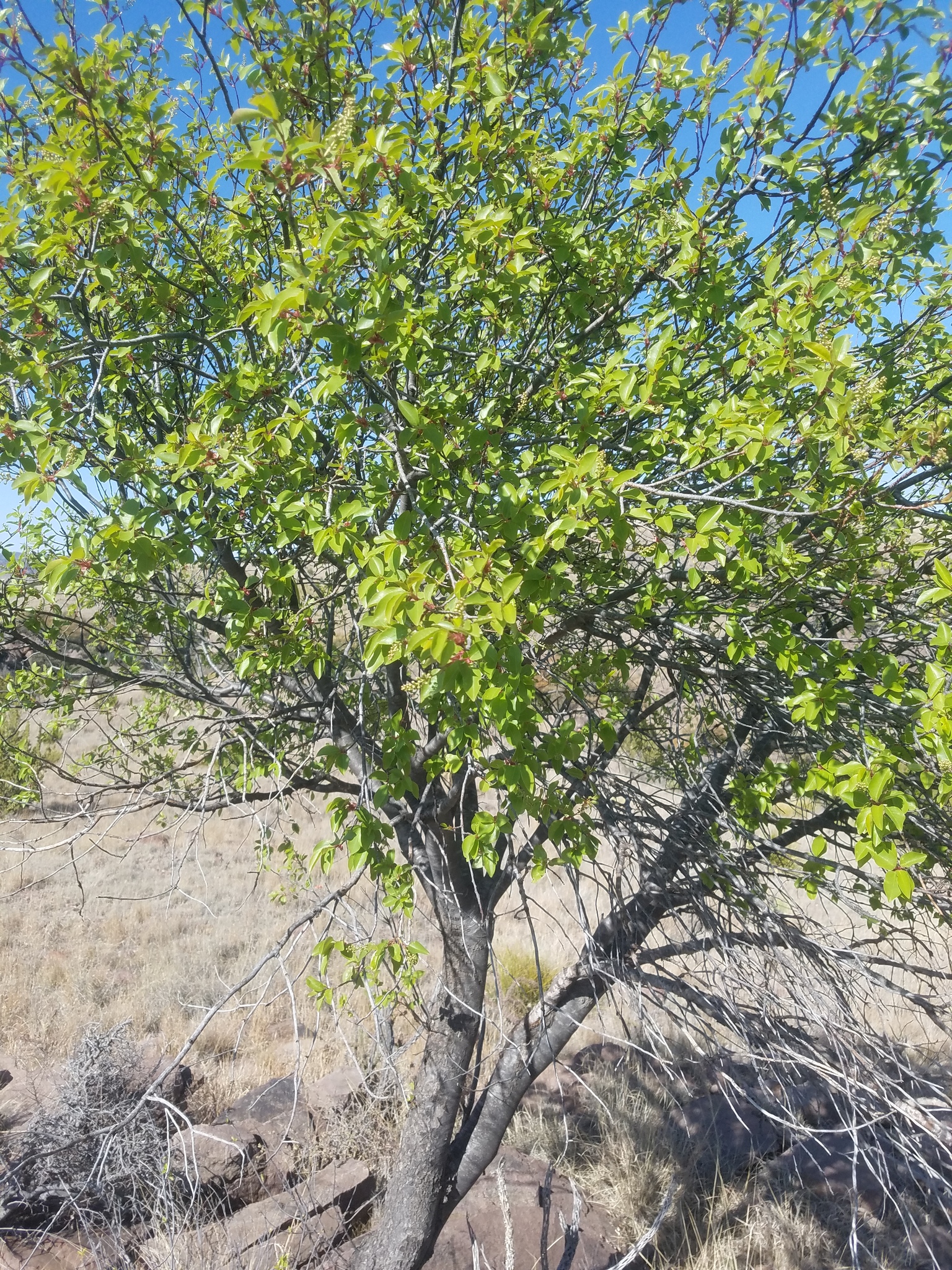 Prunus serotina var. rufula