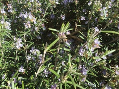 Melecta albifrons
