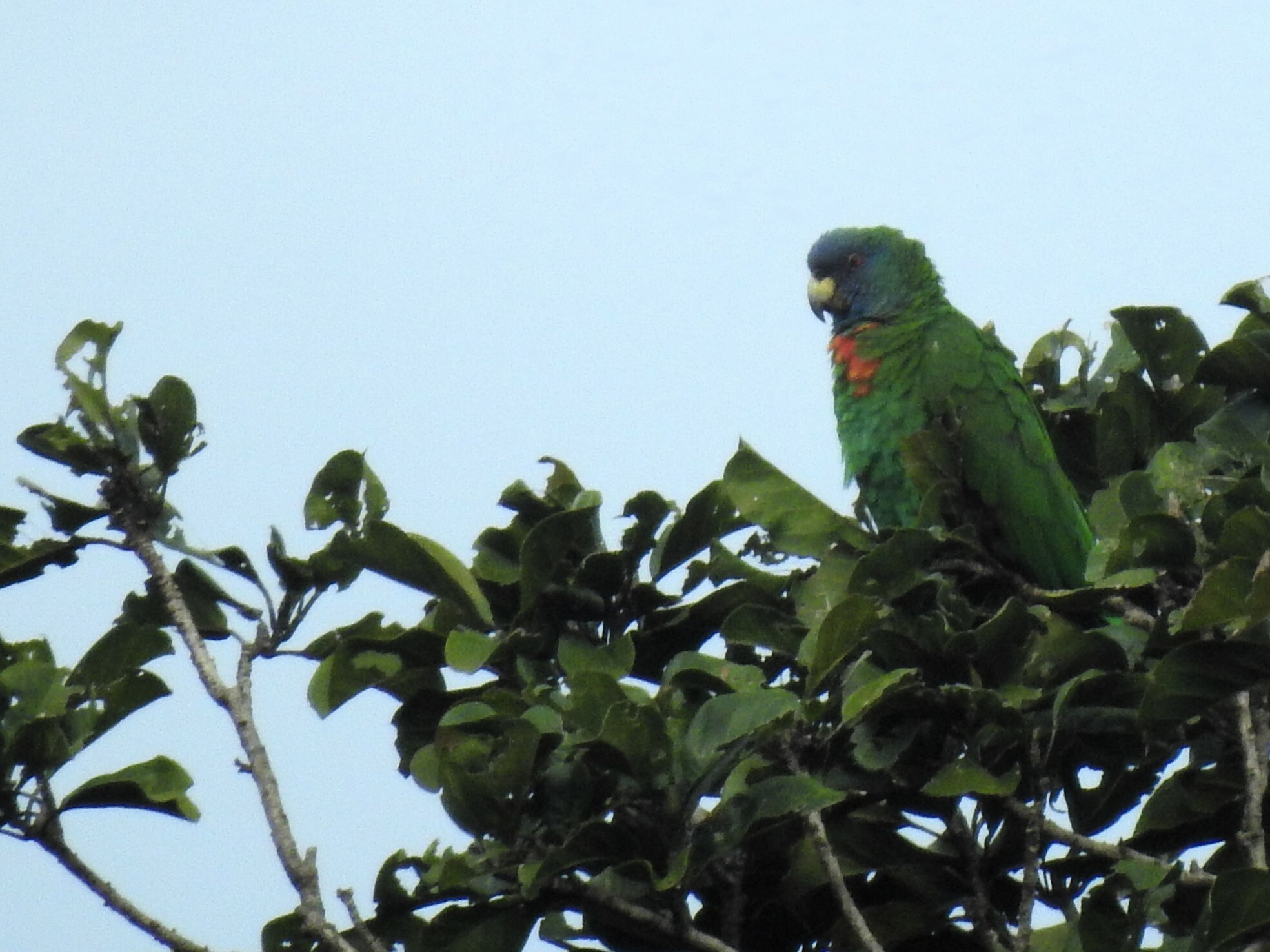 Red-necked Amazon illustration
