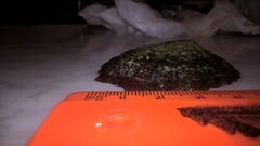 Patella tenuis