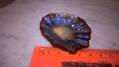 Patella tenuis
