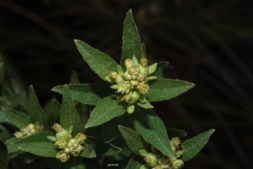 Croton cinerellus